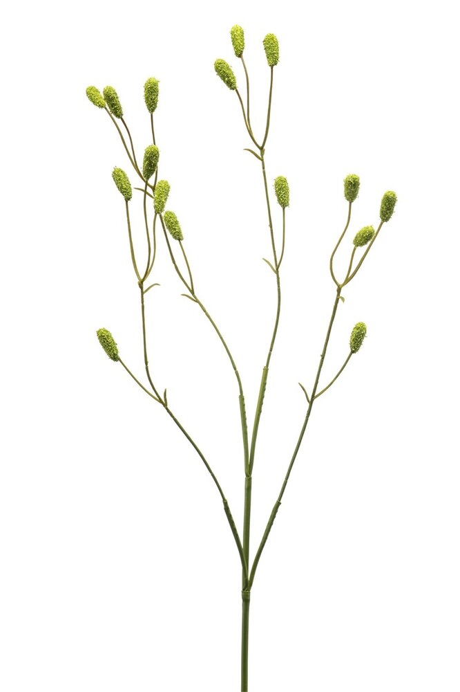 Sanguissorba groen 78 cm