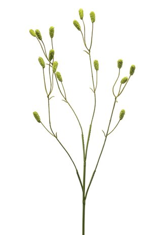 Sanguissorba groen 78 cm