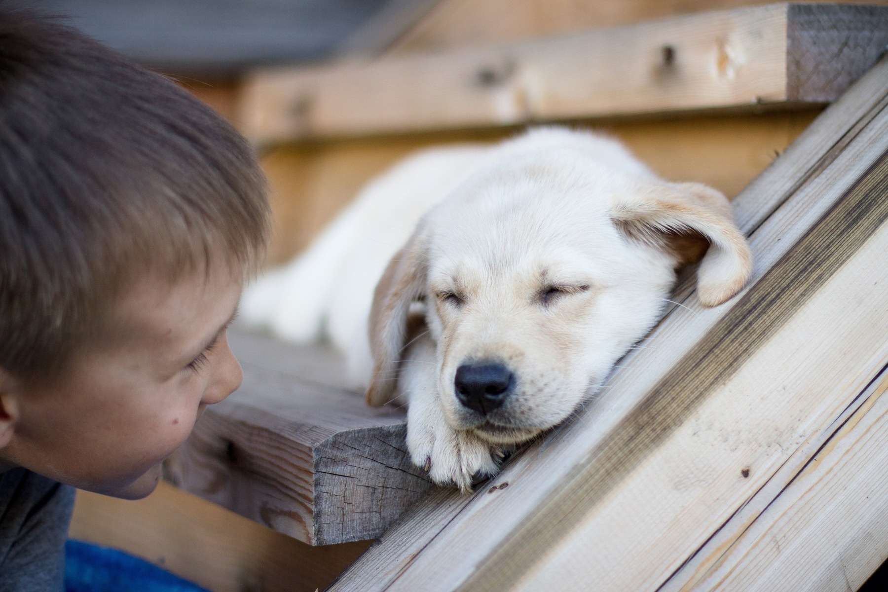 Learning to calm your dog