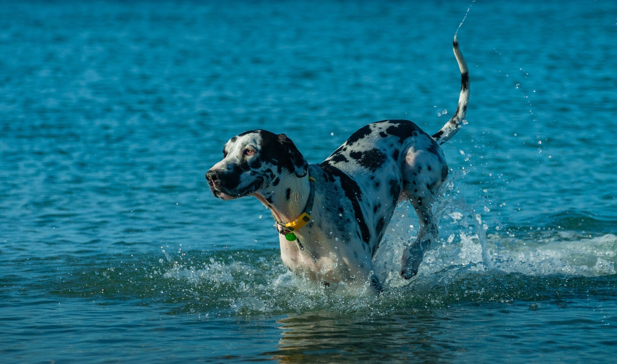 Does your dog suffer from watery eyes?