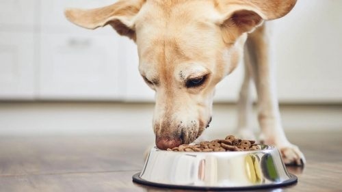 Hyperactive dogs: what should we know and how should we behave?