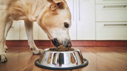 What should you do if your dog eats too quickly?