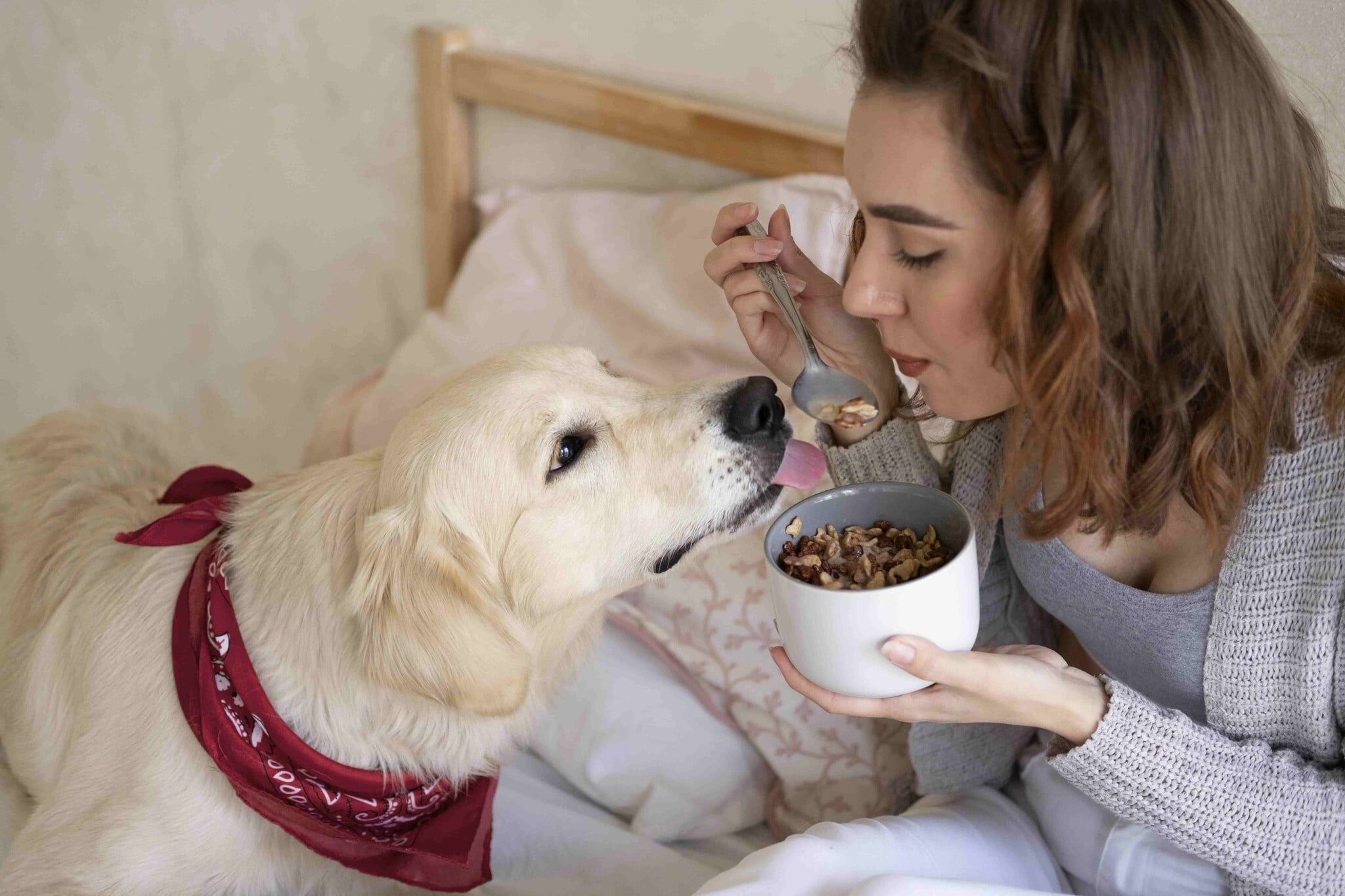 ¿Qué tipo de alimento para perros debe utilizar para una perra gestante?