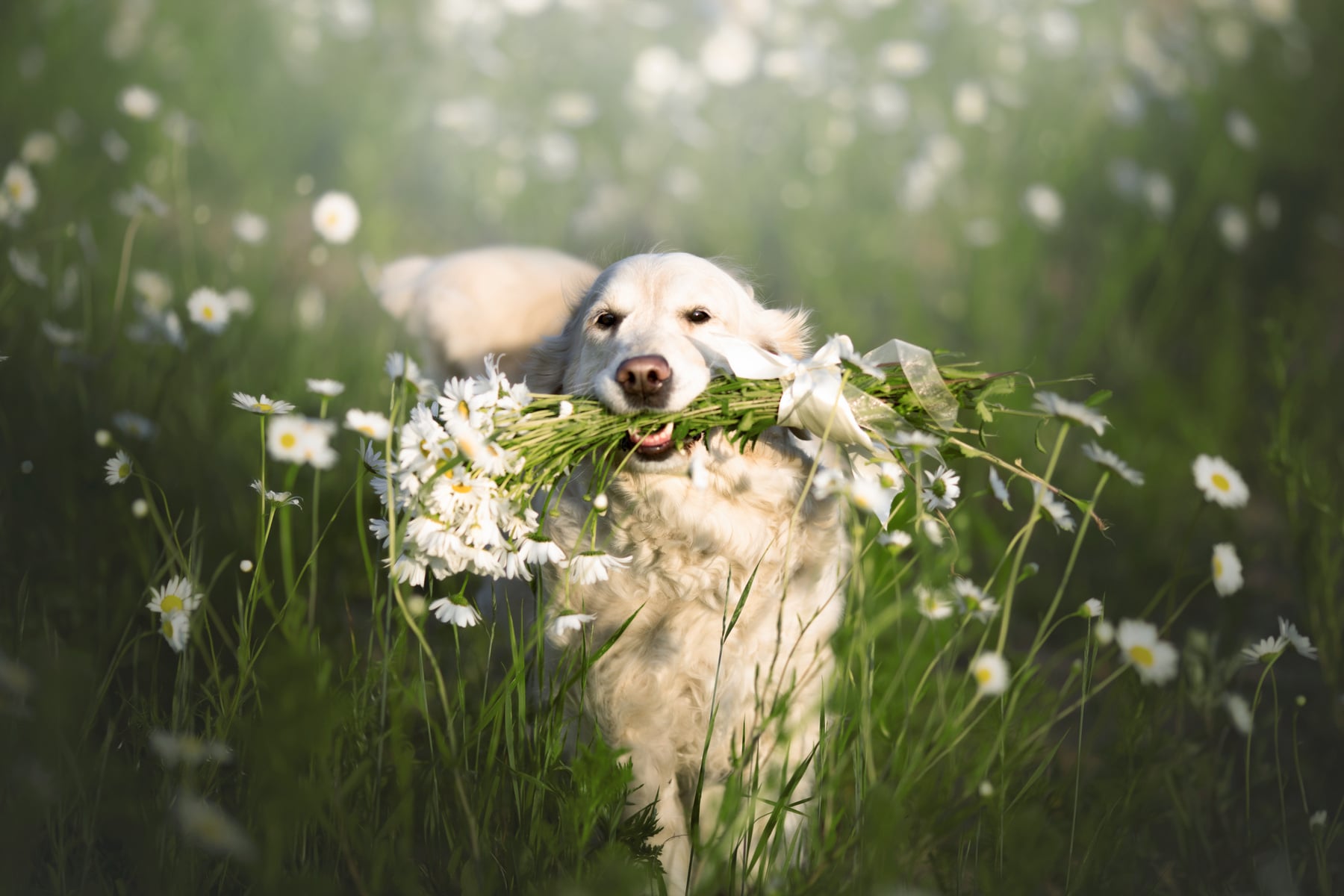 ¿Mal aliento en perros?