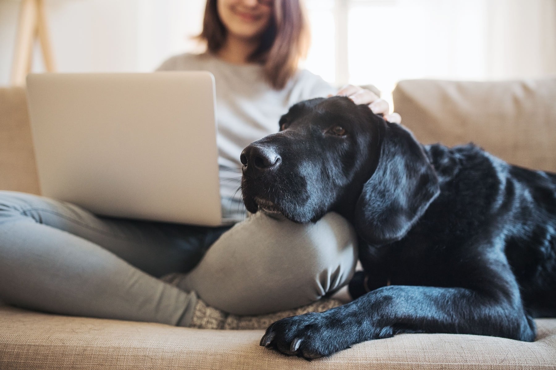 Castración/Esterilización en perros: ¿qué cambia en el peso corporal?