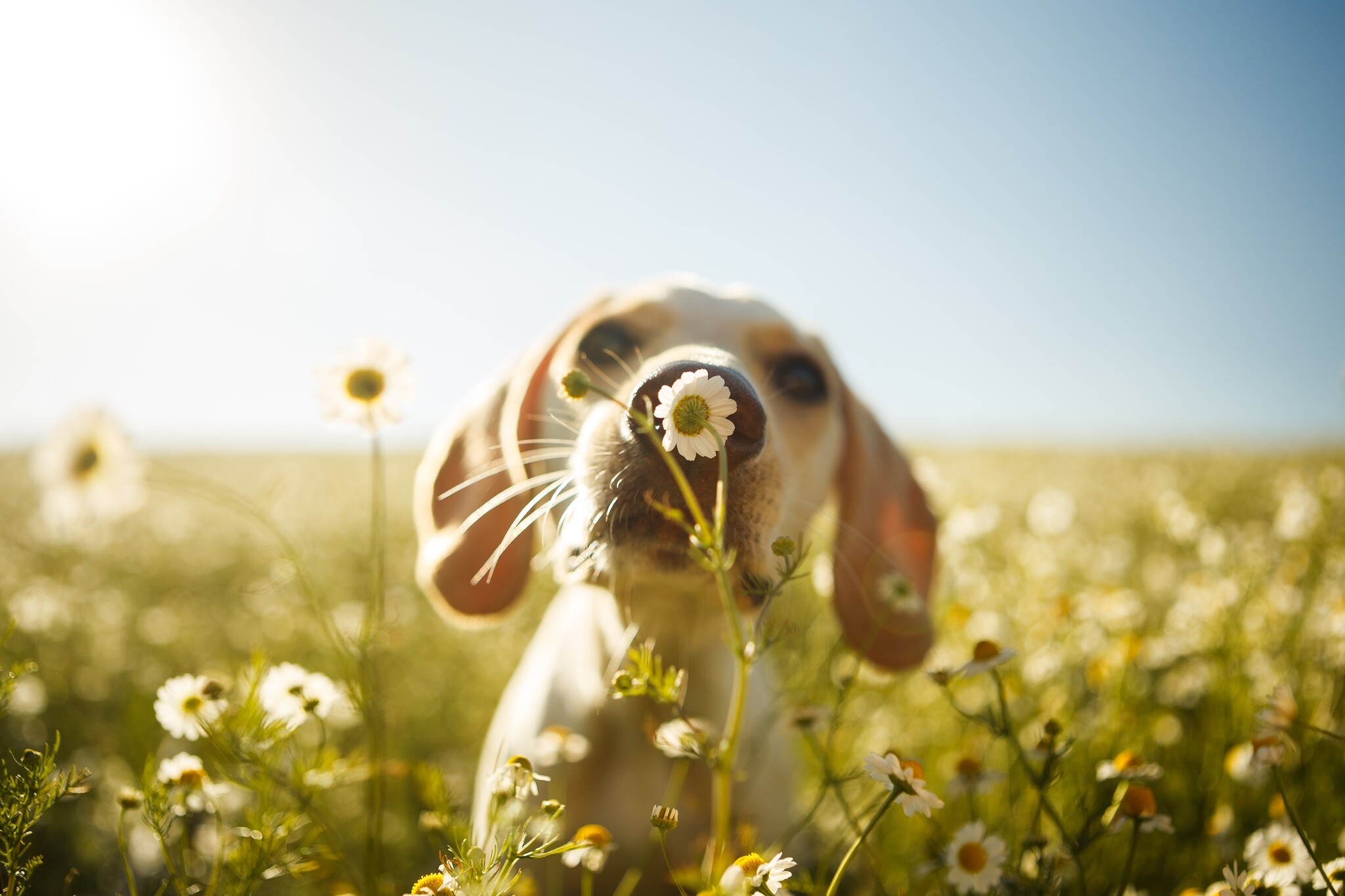 Consejos: un pelaje brillante para su perro