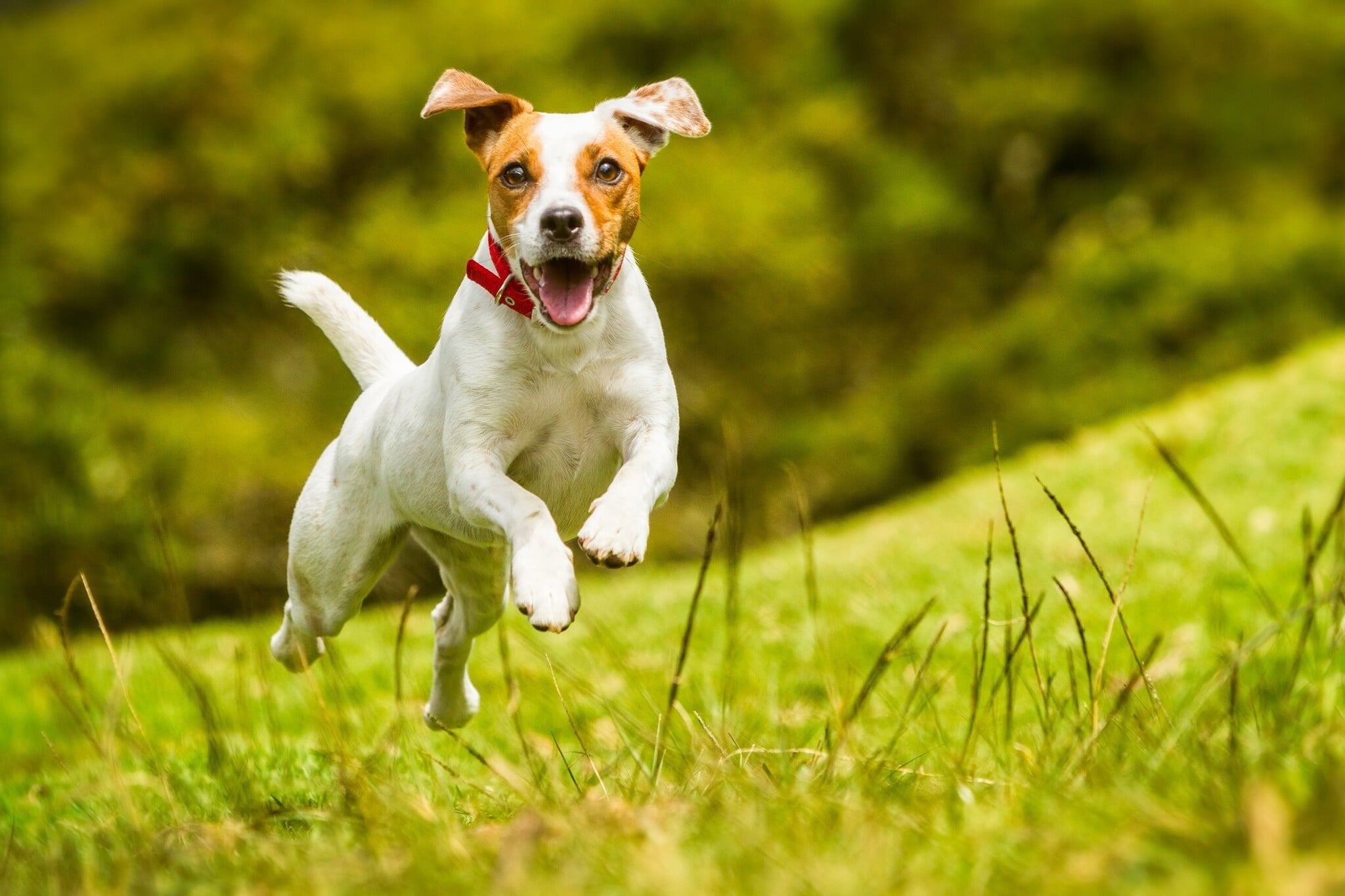 La importancia del ejercicio físico en un perro