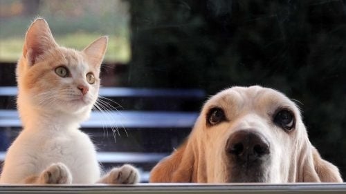 Impulsos y deseos en perros