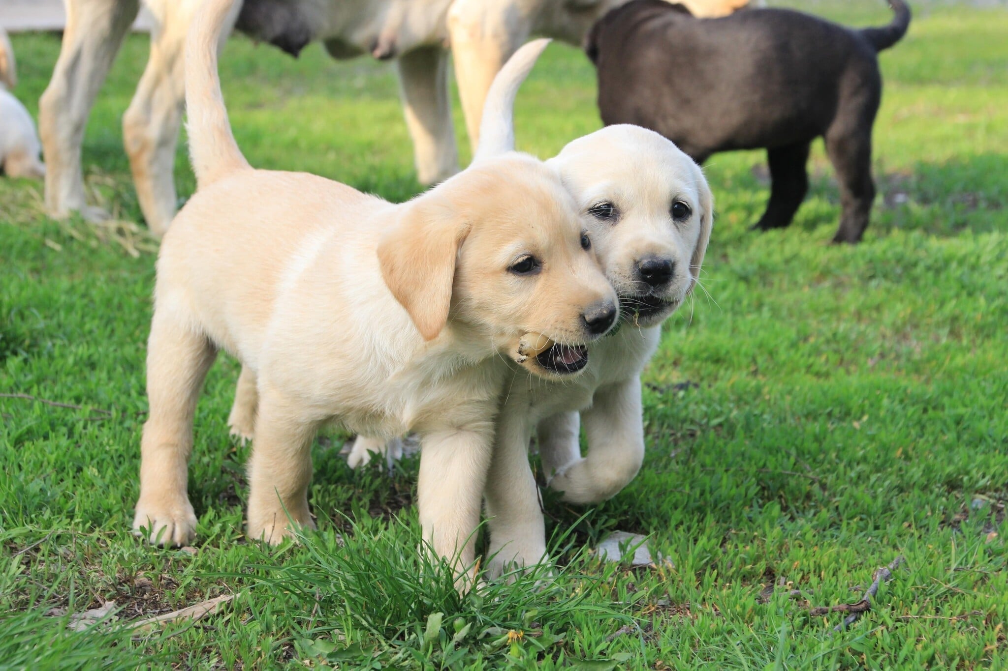 Hunde mit hellem oder dunklem Fell: Was ist das beste Futter?