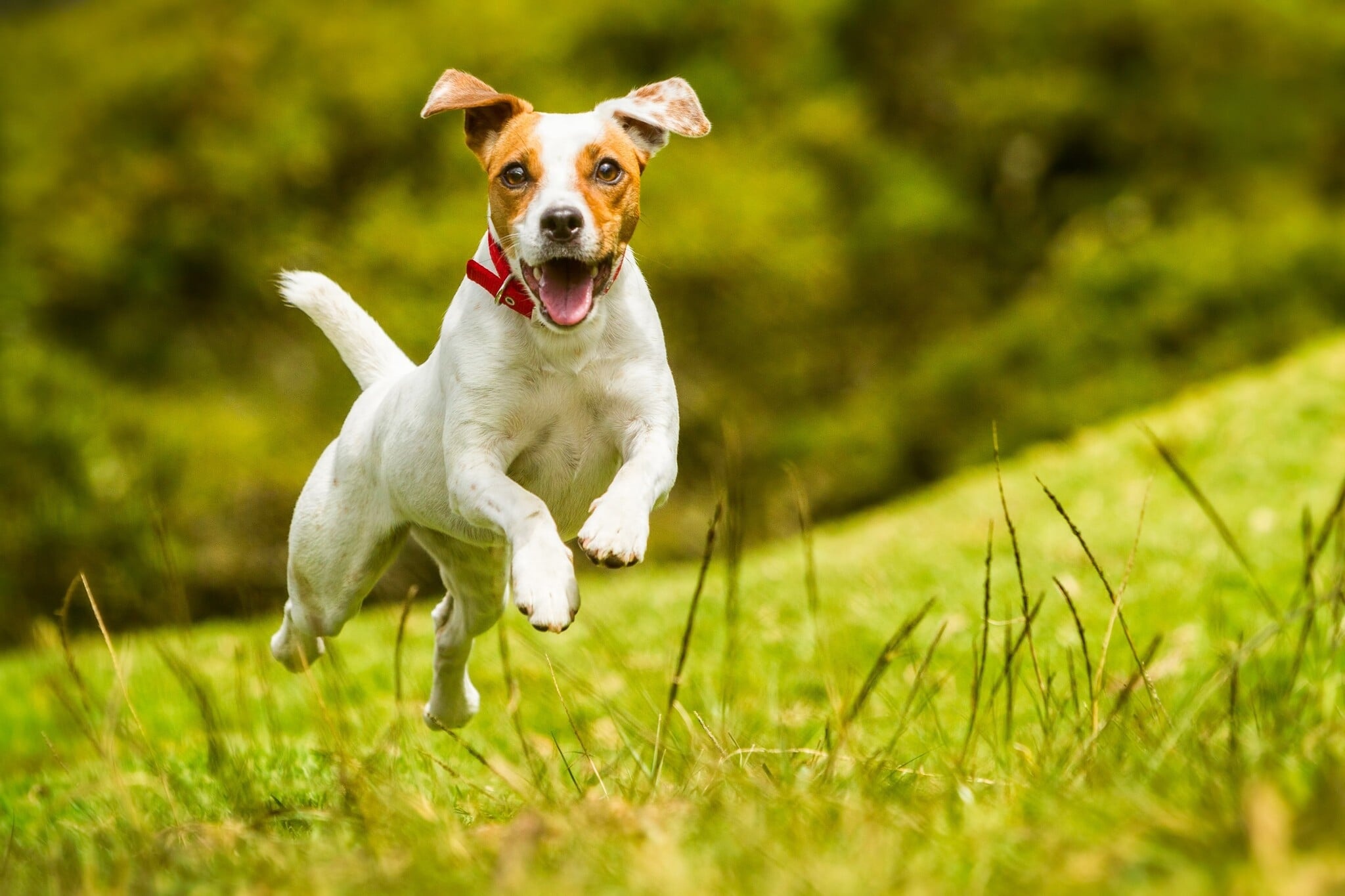 Die Wichtigkeit von Bewegung für einen Hund