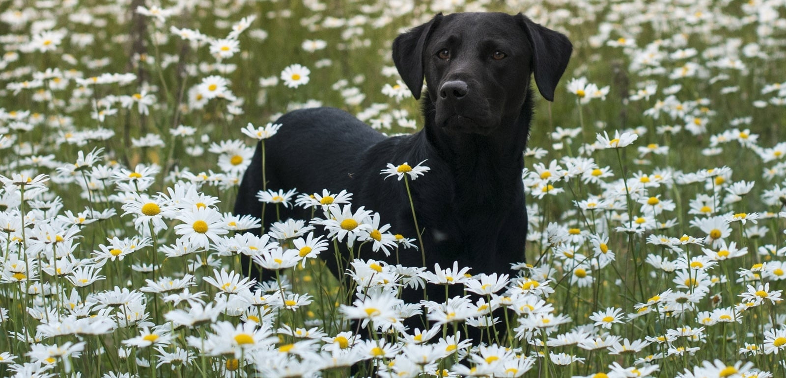 Hundefutter im Sommer oder Winter, sollten Sie die Ernährung anpassen?