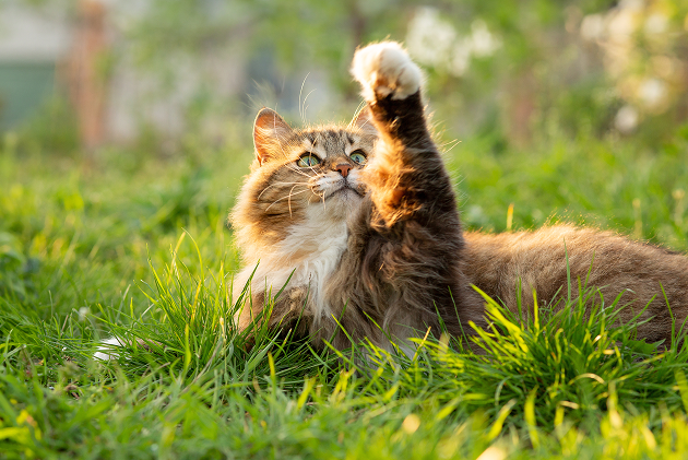 Kattenvoer