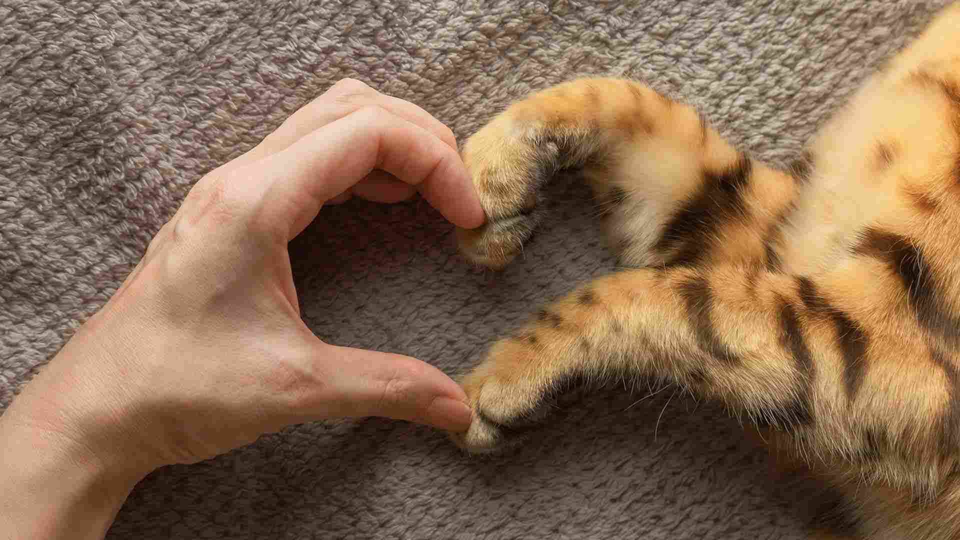 Laagste prijsgarantie