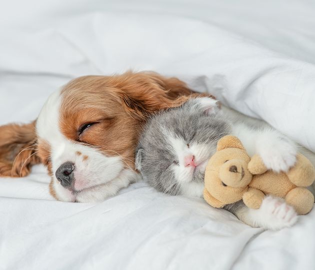 Abonnement op honden- of kattenvoer