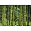 Boru Bamboe sokken - badstof zool - antraciet