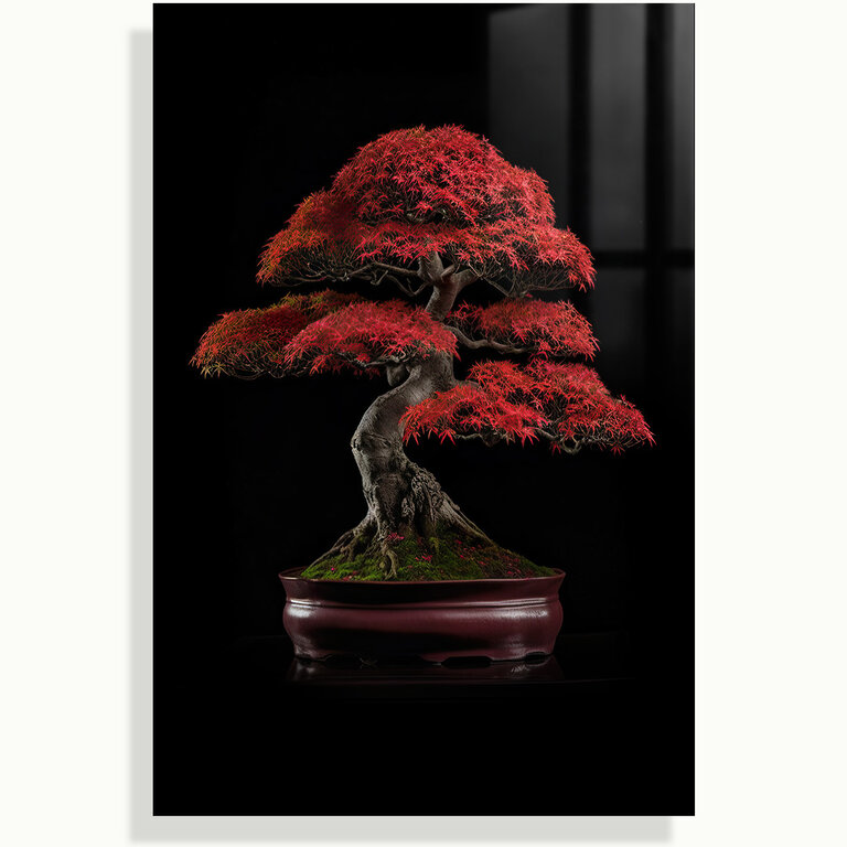 Acer Palmatum Red Dragon Bonsai