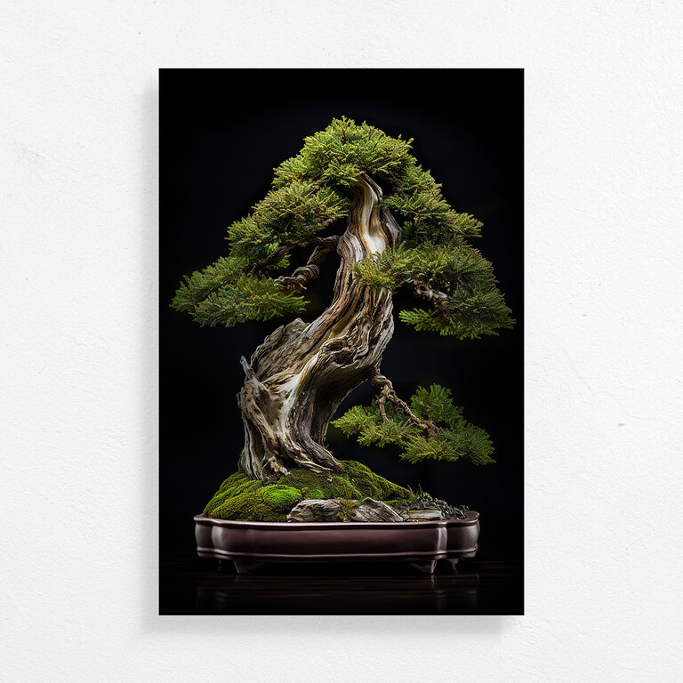 Juniperus Californica Bonsai