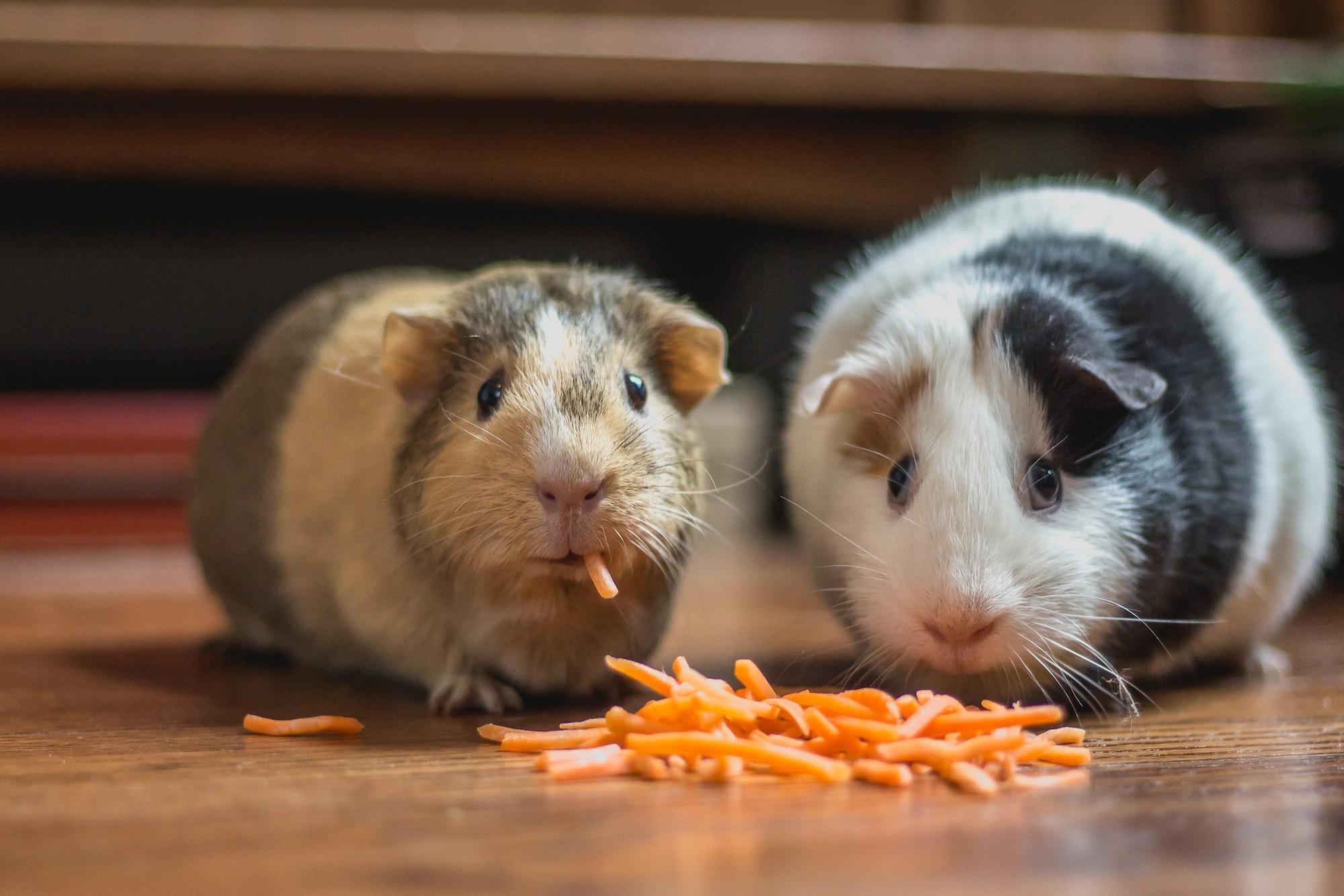 Waarom cavia's vitamine C nodig hebben