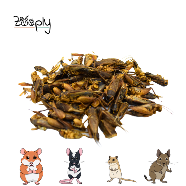 Zooply Crickets - Dried insects for rodents - Healthy snack