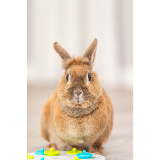 Snack board - Verrijkingsspel voor konijnen en knaagdieren - ø 20 cm - Grijs