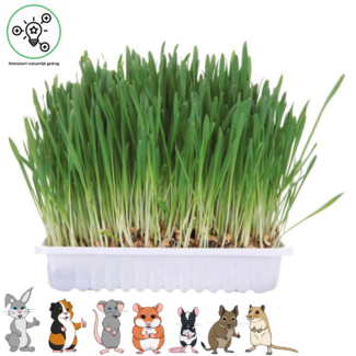 Trixie Rodent grass 100 grams