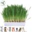 Growing kit for grass - Rodent grass for rabbits and rodents - 100 grams