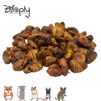 Zooply Zooply Silk Moths