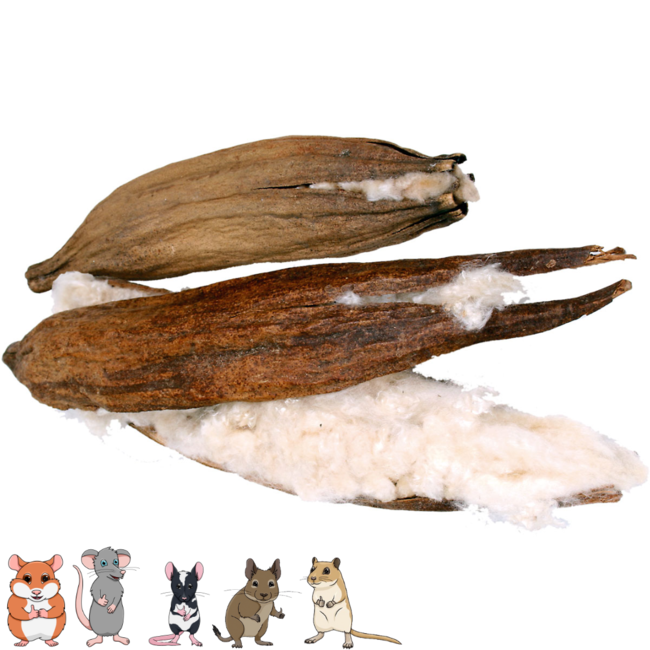 JR Farm Kapok Nut, 1 piece