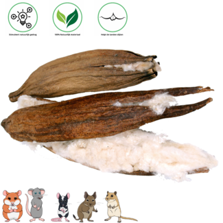 JR Farm JR Farm Kapok Nut, 1 piece