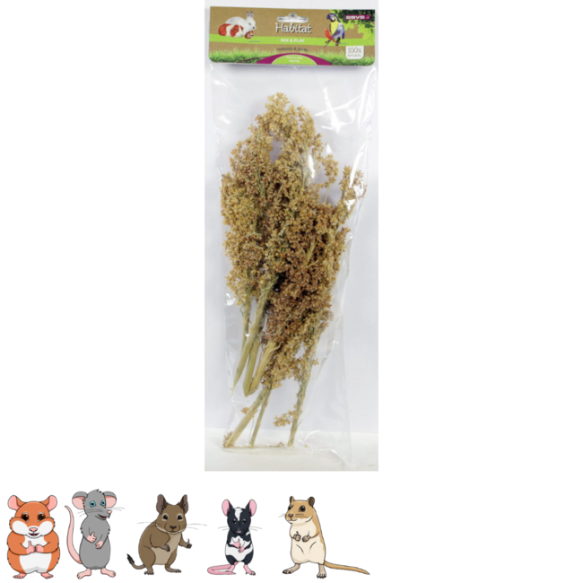 Corn herb for hamsters and other rodents - Perfect for a Scaping - 1 piece