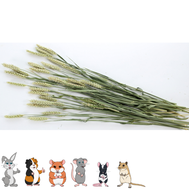 Esve Pet Bouquet Tarweakker - Snack van tarwe voor konijnen, cavia's, hamsters, gerbils, muizen en ratten