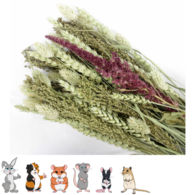 Esve Pet Bouquet Koker Equator - Snack van gedroogde grassen, granen en bloemen voor knaagdieren en vogels