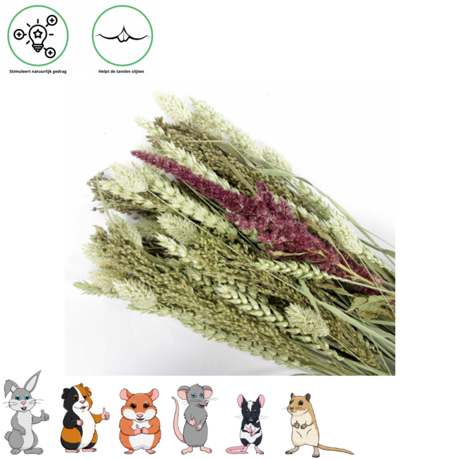Pet Bouquet Tube Equator