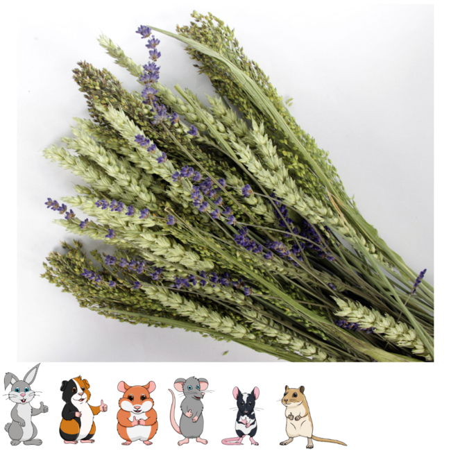Esve Pet Bouquet Koker Aves Minor - Bos van granen, grassen en bloemen voor knaagdieren en vogels