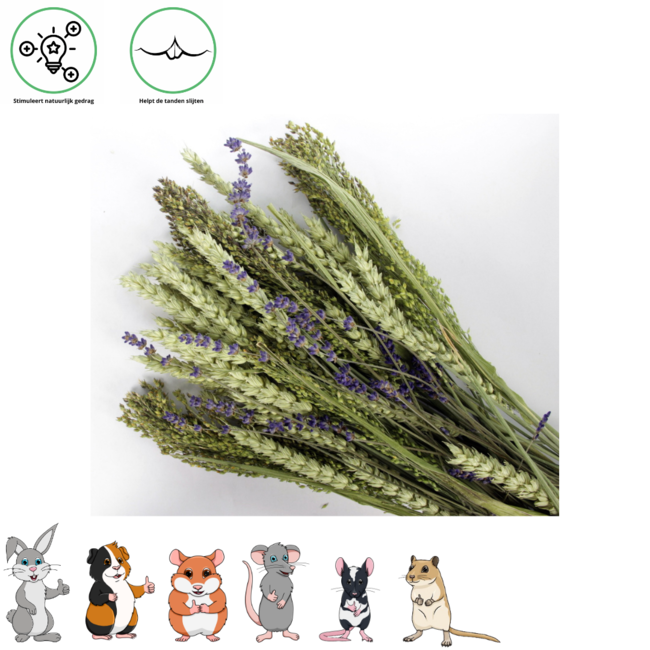 Pet Bouquet Tube Aves Minor