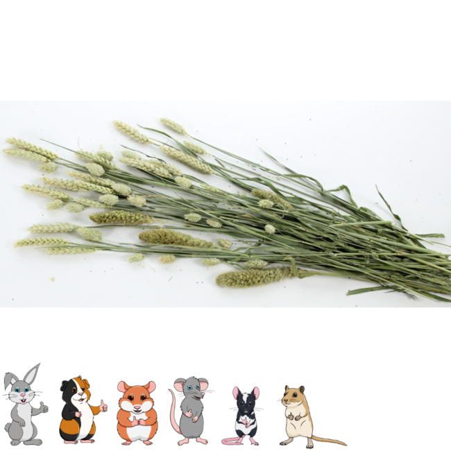 Esve Pet Bouquet Knaagveld - Snack van granen, grassen en kruiden voor konijnen, cavia's, hamsters en gerbils