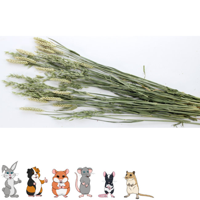 Esve Pet Bouquet Haverland - Snack van haver en tarwe voor konijnen, cavia's en andere knaagdieren - Draagbaar bosje