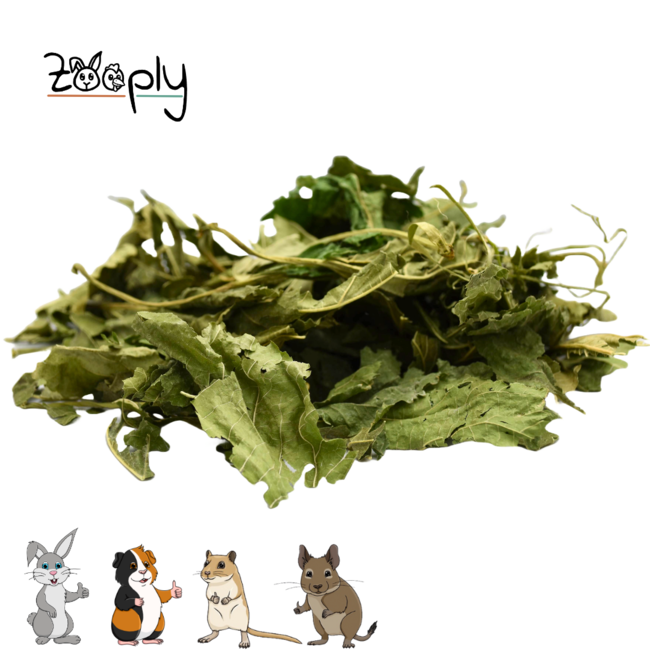 Mulberry leaf - Dried leaves for rabbits and rodents - Healthy snack