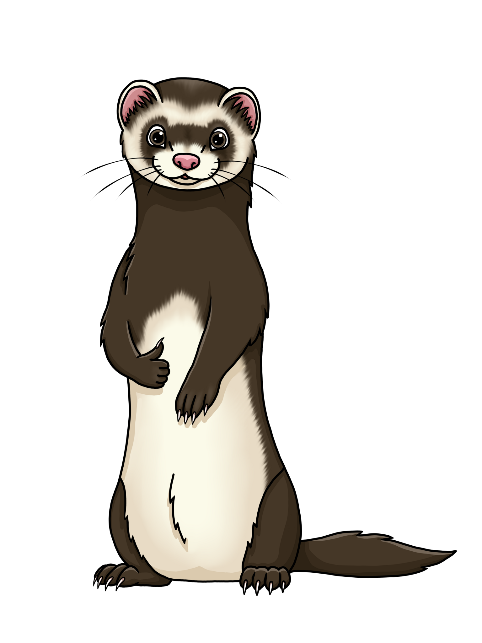 High-Quality Products for Your Ferrets - High-Quality Food, Bedding, Snacks & Other Essentials