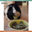 Zooply Vitamine Kruidenmix - Mix van kruiden, speciaal samengesteld met extra vitamine C voor konijnen, cavia's en knaagdieren - 500 gram