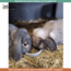 Zooply Zomerdroom - Mix van kruiden voor konijnen, cavia's en knaagdieren - 500 gram