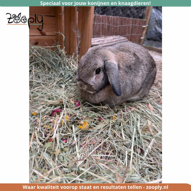 Zooply Bloemenmix - Verschillende gedroogde bloemen voor konijnen en knaagdieren - Gezonde snack