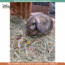 Zooply Bloemenmix - Dried Flowers for Rabbits, Guinea Pigs and Rodents - 400 grams