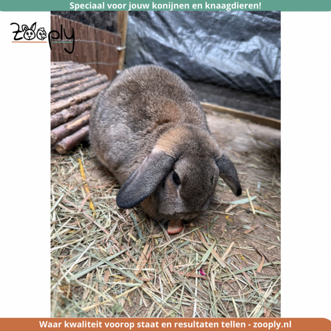 Zooply Lentedroom - Mix van kruiden voor konijnen, cavia's en knaagdieren - 450 gram