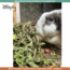 Zooply Paardenbloemblad - Gedroogd(e) blad voor konijnen, cavia's en knaagdieren - 300 gram