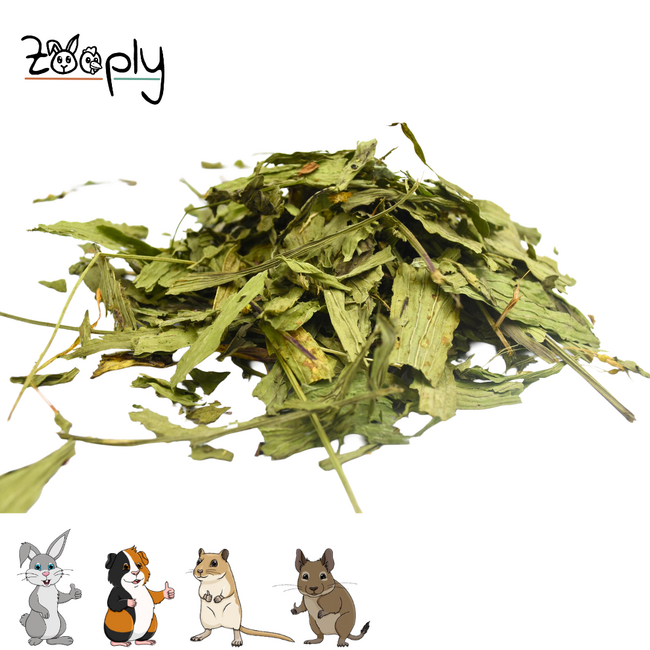 Zooply Smalle Weegbree - Gedroogd(e) blad voor konijnen, cavia's en knaagdieren - 350 gram