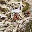 Discovery topping - Natural substrate cover for scapes - 10 liters
