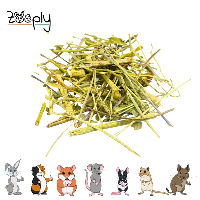 Zooply Echinacea - Dried Herb for Rabbits, Guinea Pigs and Rodents
