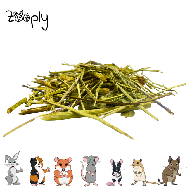 Zooply Echinacea - Dried Herb for Rabbits, Guinea Pigs and Rodents