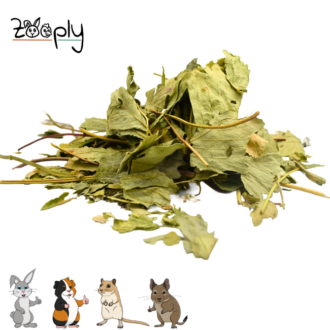 Zooply Strawberry Leaf - Dried leaves for rabbits and rodents - Healthy snack